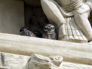 kailashnath owls